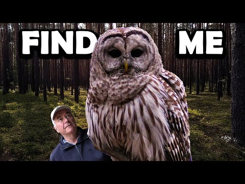 BARRED OWLS Are Easy To Find