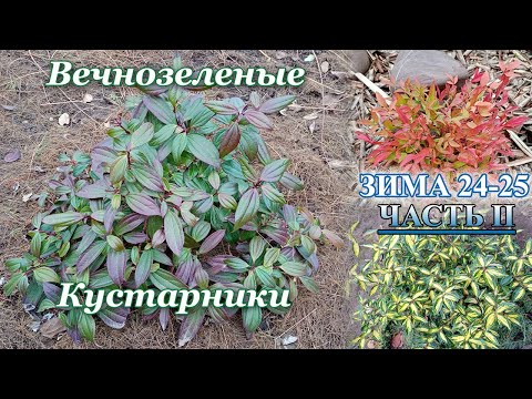 Большой обзор вечнозеленых кустарников моего сада, зима 2024/2025. Часть 2.