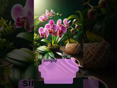 Unlock More Flowers: Pruning Your Orchids Right  #flowers