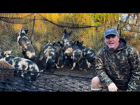 I Trapped Wild Hogs in a Giant Net. Boar Blanket Hog Trap. 