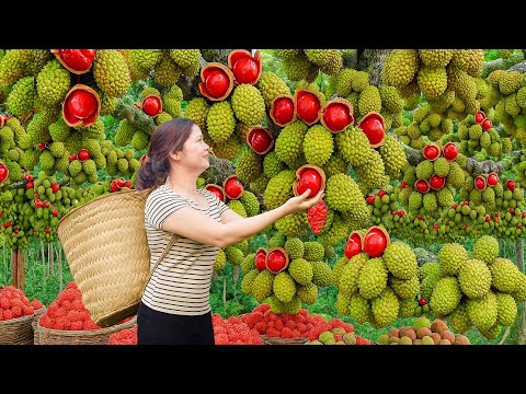 Harvesting Rare Sweet Acorns | Traditional Rice Making, Sold Out Fast at Market