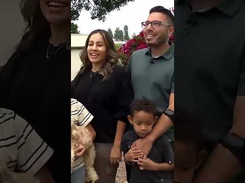 Dog Gets Stuck at Top of Tall Tree #shorts