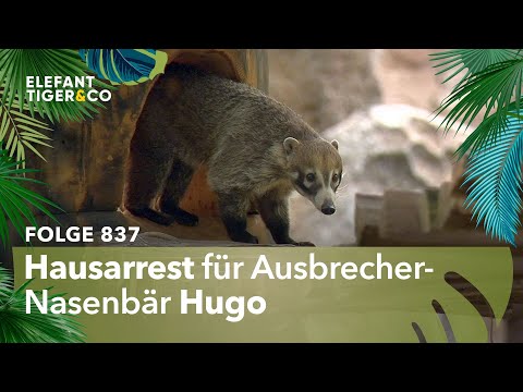 Hugos kleine Fluchten (Folge 837) | Elefant, Tiger & Co. | MDR
