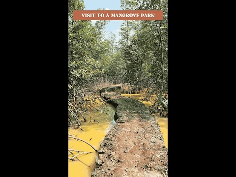 Exploring the Environment in Warri: A Visit to Falcorp Mangrove Park!