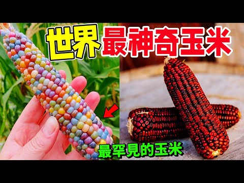 Ten incredible corns, small as a thumb, gorgeous as a gem, corn can also grow colorful leaves
