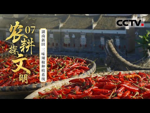 《2025农耕探文明》07 湖南新田：揭秘三味辣椒的百年种植密码 看红火辣椒如何承载一方风土与民生希望——三味辣椒种植系统【CCTV纪录】