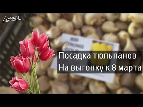 ПОСАДКА ТЮЛЬПАНОВ НА ВЫГОНКУ К 8 МАРТА