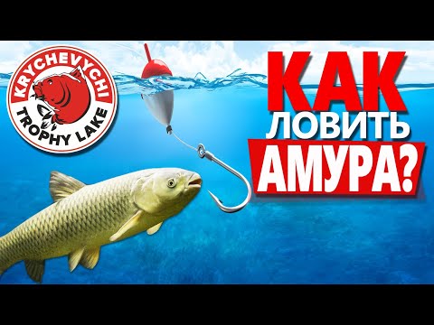 Catching White Amur! What does Amur bite on? (Part 2)