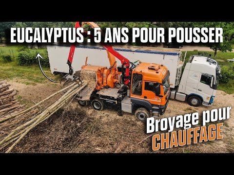 🌍🌲Cet ARBRE pousse en 5 ANS ! L'avenir pour le CHAUFFAGE ? BROYAGE d'EUCALYPTUS ! 🤔