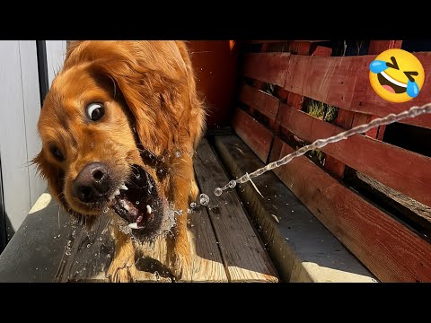 Funny videos of CATS🐱 and DOGS🐶 Best funny videos of ANIMALS 🤣2025