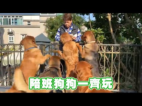 陪班狗狗一齊玩 其實係佢哋成日都會陪我！