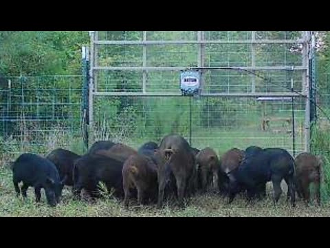 2 HOURS WILD HOG TRAPPING, Pig Brig (HOW TO), & OLD SCHOOL DIY Homemade Sausage (CATCH * COOK)