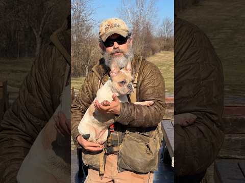 Stop Robbing Your Dog! #shorts #dogtraining #frenchbulldog