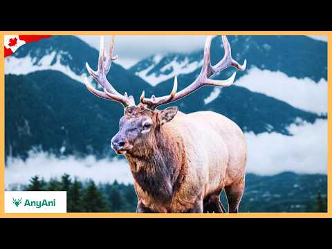 The Great Wilderness in British Columbia - Earth’s Last Great Stronghold of the Wild
