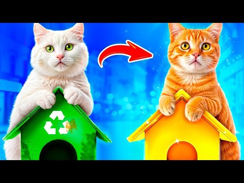 How to care for a homeless kitten! We built a tiny house for a cat!