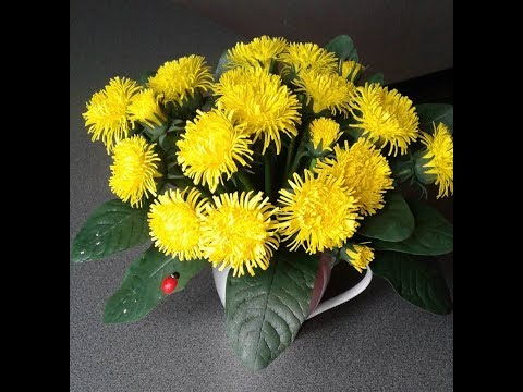 Мастер-класс одуванчики из фоамирана