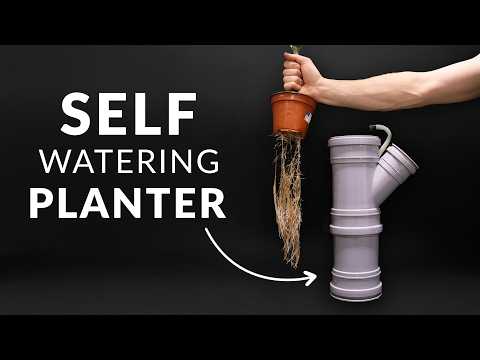 Hydroponic Cucumber Timelapse