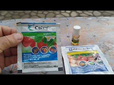 Обязательная обработка винограда.