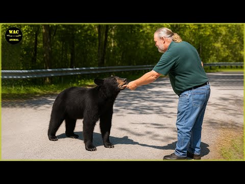 50 Real Life Superheroes Caught on Camera! #21 | Animals That Asked People for Help & Kindness! #42