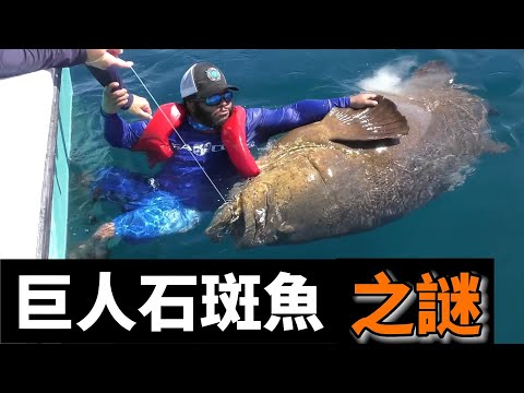 巨人石斑魚之謎：它肉質鮮美卻無人敢吃，它溫順喜人卻生吞鯊魚