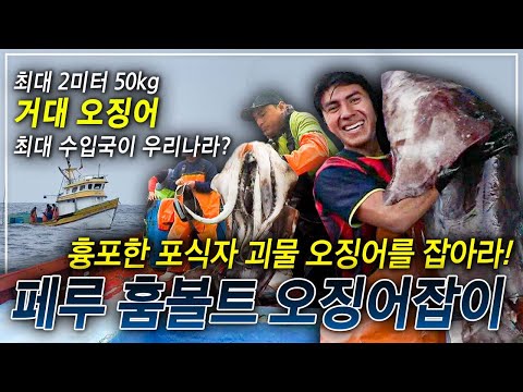 Giant Squid Fishermen in Peru, A 5-Day Journey Hoping for a Full Load of Fish | #PickedDocumentary