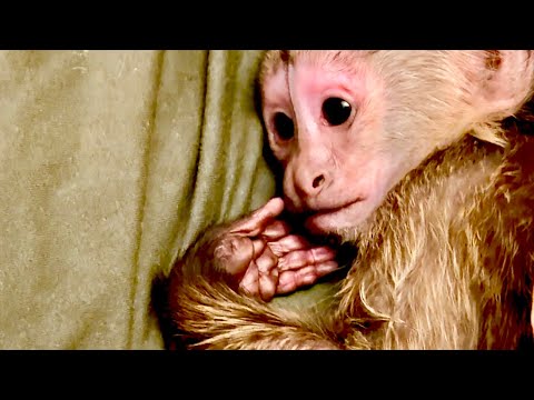 Финик так любит пить вишневый сок, аж трясется за ним🤣