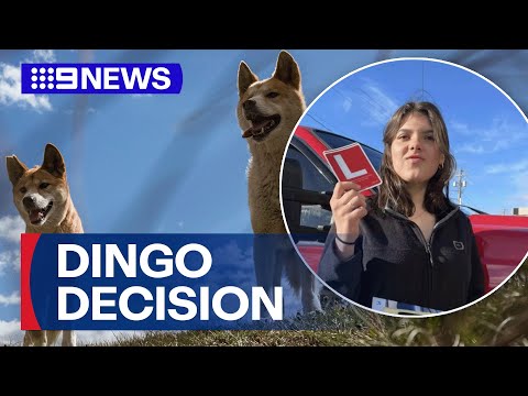 Rangers to euthanise dingoes thought to have attacked Piper James | 9 News Australia