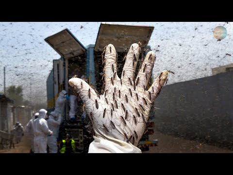 Scientists Released MILLIONS Of Tiger MOSQUITOES Into The WILD | Here’s What Happened 10 Years Later