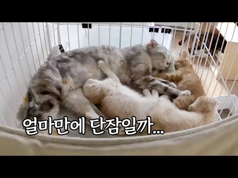 An abandoned Scottish Fold cat had six kittens.