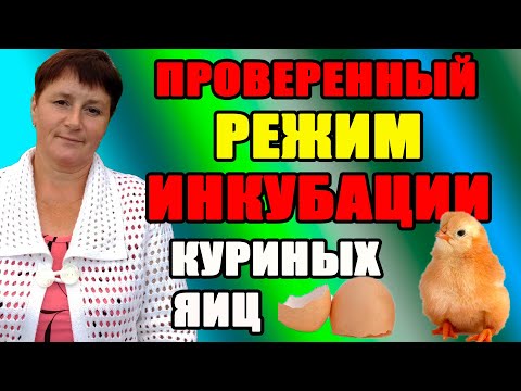Режим инкубации куриных яиц. Основные моменты инкубации.