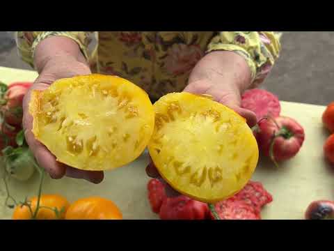 Сравнительная дегустация спелых сибирских томатов