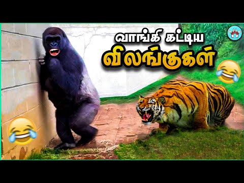வம்பிழுத்து அடிவாங்கிய விலங்குகள் | Dumb animals | The Magnet Facts