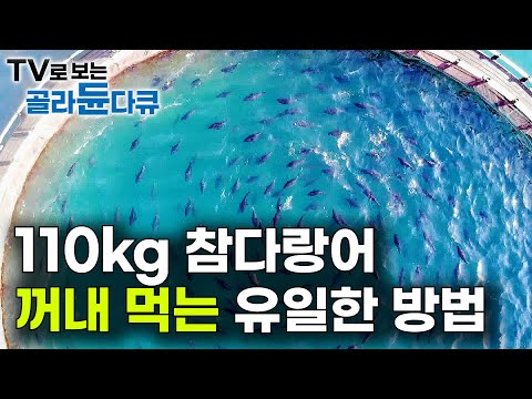 [ENG SUB] The Only Way to Catch Bluefin Tuna in a Whirlpool of 3,000 Fish at Sea Farms #PICKDOCU