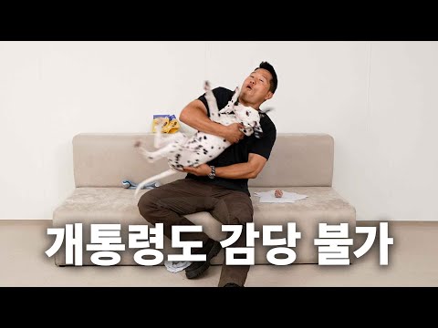 The new devil dog that even devil dogs are astonished of | Dog Encyclopedia Dalmatian Episode