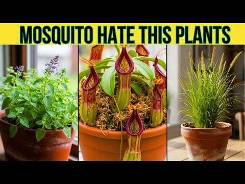Put These 7 Plants in Your Home and Mosquitoes Will Disappear