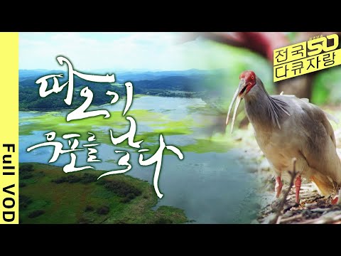 [National Documentary Show] A Record of 300 Days of Tracking and Observing Wild Ibis in Korea, Ch...