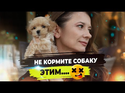 Все о корме для собак. сухой, влажный и натуральный корм. Аллергия у собак.