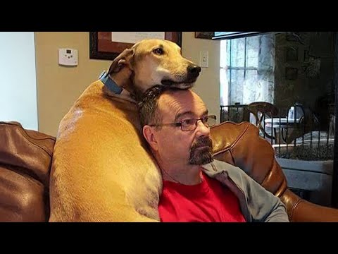 Dogs Are the Best Comedians in Our Lives 🤪 Funny Dog and Owner Videos 2025