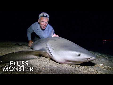 Jeremy Wades spektakulärste Hai-Begegnungen | Fluss Monster