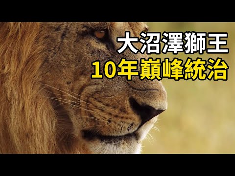 大沼澤獅王，十年巔峰統治落幕！