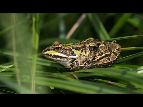 Unser Frosch im Teich