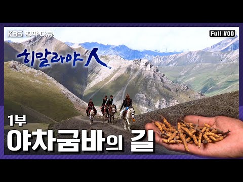 [Masterpiece Documentary] People Crossing the Himalayas to Obtain the New Golden Yachagumba (Cypr...