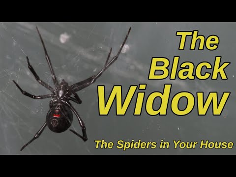 The Black Widow - The Spiders in Your House