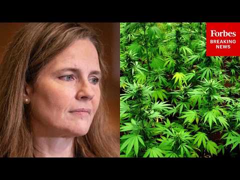 'I Just Don't See Anything...': Amy Coney Barrett Casts Doubt On Lawyer's Cannabis Legality Argument