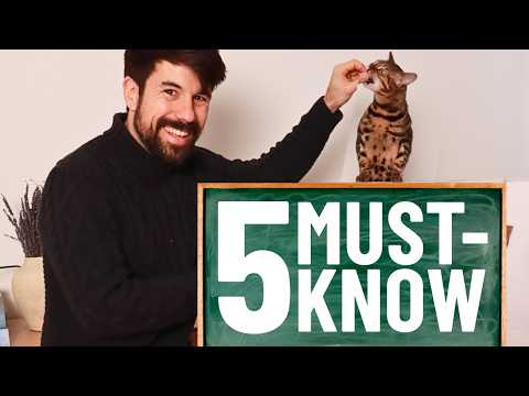 The 5 Tricks Every Cat Needs to Learn