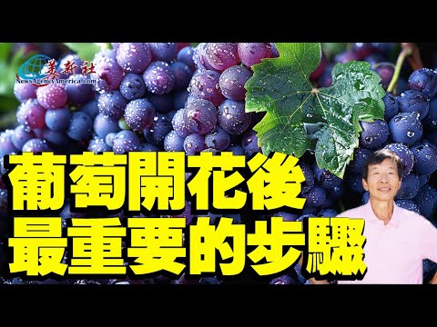 The most important steps must be taken after grapes bloom