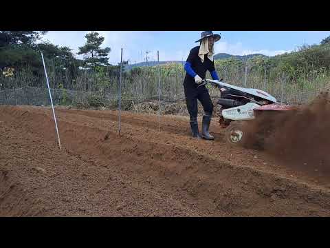 Making your pepper field a little easier with the 80-80 ridge cultivator