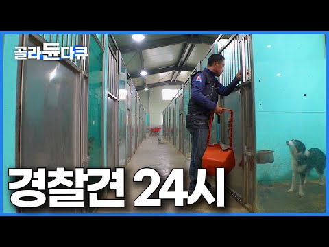 대한민국 경찰견들은 대체 어떻게 살고 있을까|실적 1위 천재견 24시|극한직업|#골라듄다큐