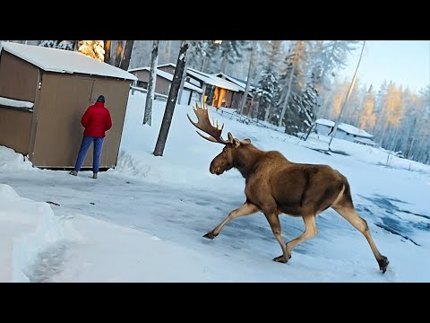 Случаи, Когда Животные Показали, Что с Ними Лучше Не Связываться