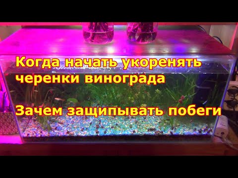 Когда укоренять черенки винограда.  Зачем защипывать побеги